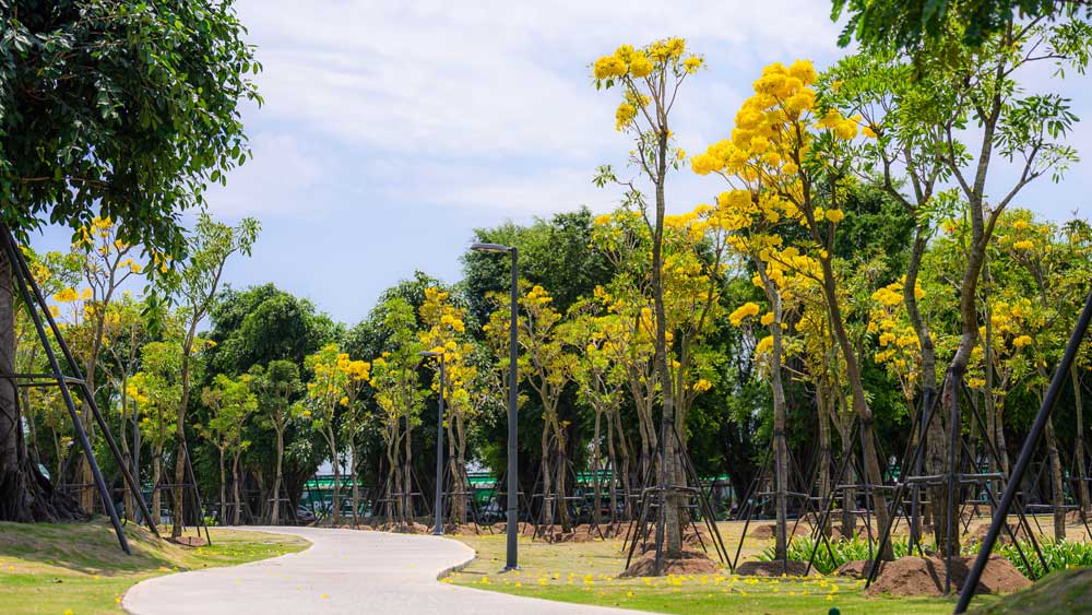 Eco Retreat rừng mai phân khu mùa lễ hội